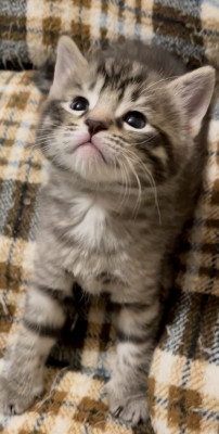 Mur & Company - Pet Shelter and Rescue in Ithaca, New York