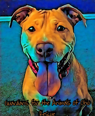 Guardians For The Animals Of Ohio, Inc. - Pet Shelter and Rescue in Westerville, Ohio