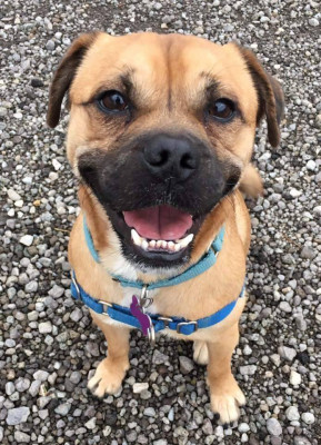 Legacy Dog Rescue Of Ohio, Inc - Pet Shelter and Rescue in Boardman, Ohio