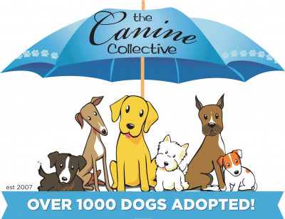 Canine Collective - Pet Shelter and Rescue in Plain City, Ohio