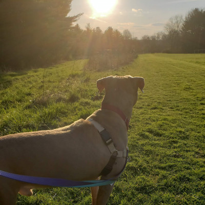 The Healthy Hearts And Paws Project  - Pet Shelter and Rescue in Warren, Ohio