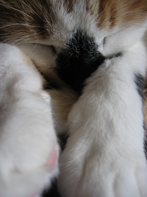 Forget-Me-Not Cat Rescue - Pet Shelter and Rescue in Xenia, Ohio