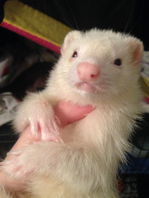 Heart Of Ohio Ferret Association And Rescue - Pet Shelter and Rescue in Columbus, Ohio