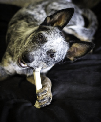 IRescue - Pet Shelter and Rescue in Weatherford, Texas