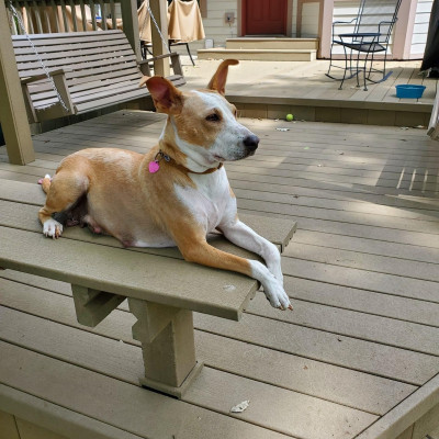 Rico Pet Recovery - Pet Shelter and Rescue in Lewis Center, Ohio