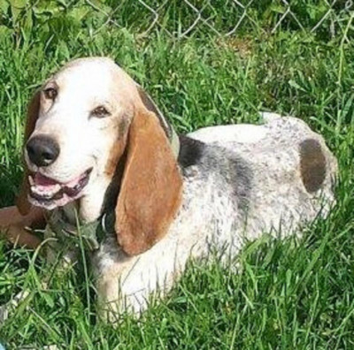 HOUND Rescue And Sanctuary - Pet Shelter and Rescue in Findlay, Ohio