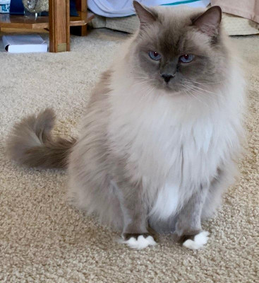 Persian Purebred Purrbaby Rescue - Pet Shelter and Rescue in Marble Cliff, Ohio