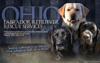 Ohio Labrador Retriever Rescue Services - Pet Shelter and Rescue in Vandalia, Ohio