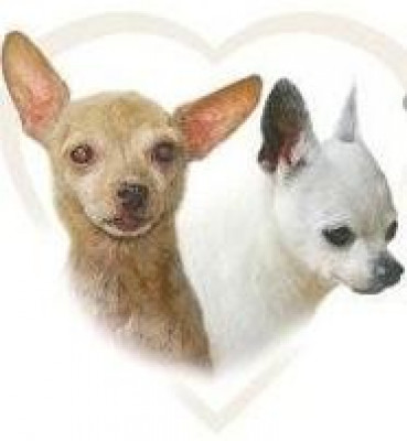 Because Of You Rescue - Pet Shelter and Rescue in Edmond, Oklahoma