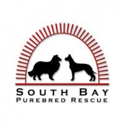 South Bay Purebred Rescue - Pet Shelter and Rescue in San Jose, California