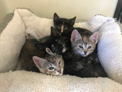 Poteau Valley Humane Society - Pet Shelter and Rescue in Poteau, Oklahoma