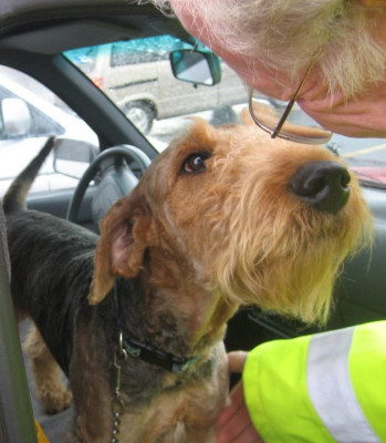 Northwest Airedale Terrier Rescue - Pet Shelter and Rescue in Salem, Oregon
