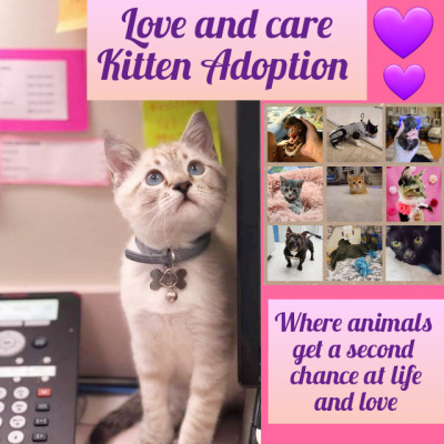 Love And Care Kitten Adoption - Pet Shelter and Rescue in Beaverton, Oregon