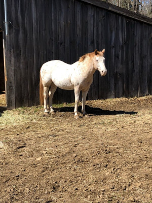 H.O.R.S.E Of CT, Inc. - Pet Shelter and Rescue in Washington, Connecticut