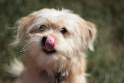 Bucks County SPCA Lahaska - Pet Shelter and Rescue in New Hope, Pennsylvania