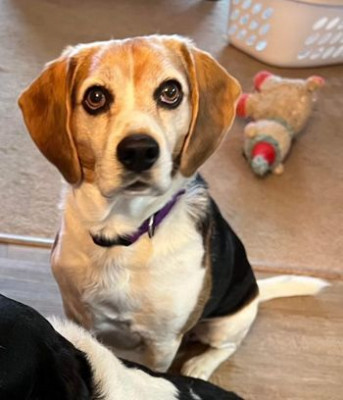 Nittany Beagle Rescue - Pet Shelter and Rescue in West Decatur, Pennsylvania