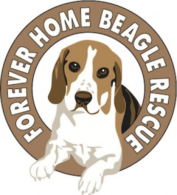 Forever Home Beagle Rescue - Pet Shelter and Rescue