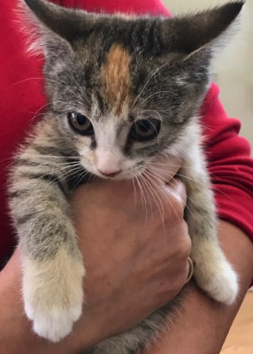 P.A.L.S. - Pet Shelter and Rescue in Broomall, Pennsylvania