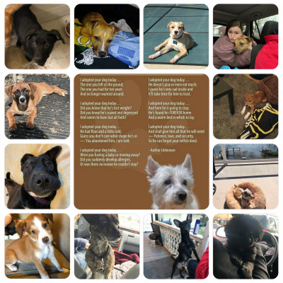 BePaws They Matter Animal Rescue - Pet Shelter and Rescue in Bethlehem, Pennsylvania