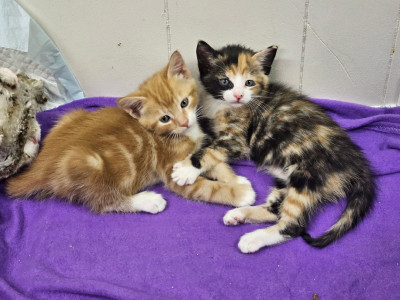 A Better Life - Pet Shelter and Rescue in Chalfont, Pennsylvania