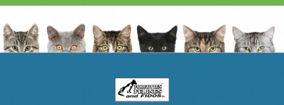 Forgotten Felines And Fidos, Inc. - Pet Shelter and Rescue in Germansville, Pennsylvania