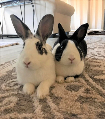 Our Pack, Inc. - Pet Shelter and Rescue in San Jose, California