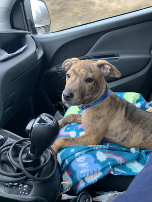 Lifesavers Animal Rescue - Pet Shelter and Rescue in Verona, Pennsylvania