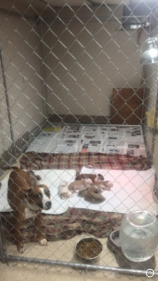 Furever Yours Rescue - Pet Shelter and Rescue in Maple Glen, Pennsylvania