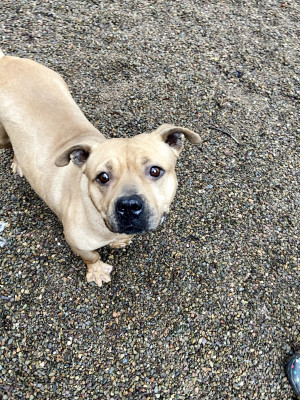 Rescue Pets Serving Vets - Pet Shelter and Rescue in Benton, Pennsylvania