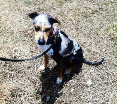 Catahoula Rescue Inc. NorthEast - Pet Shelter and Rescue in Bowmansdale, Pennsylvania