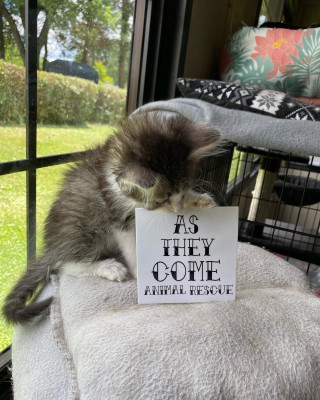 As They Come Animal Rescue - Pet Shelter and Rescue in West Newton, Pennsylvania