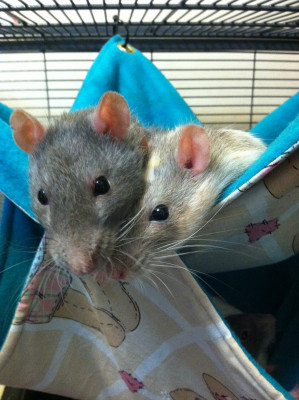 New Ken Rat Rescue - Pet Shelter and Rescue in New Kensington, Pennsylvania