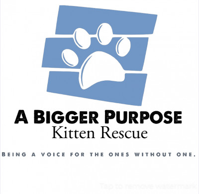 A Bigger Purpose Kitten Rescue - Pet Shelter and Rescue in Hellertown, Pennsylvania
