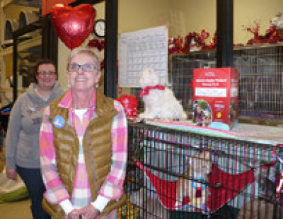 Stray Cat Blues Inc. - Pet Shelter and Rescue