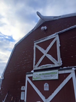 All The Kings Horses Equine Rescue Inc. - Pet Shelter and Rescue in North Branford, Connecticut