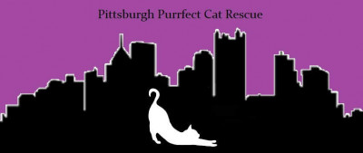 Pittsburgh Purrfect Cat Rescue - Pet Shelter and Rescue in Pittsburgh, Pennsylvania