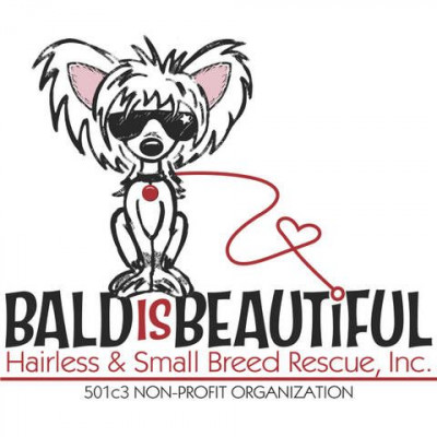 Bald Is Beautiful Hairless & Small Breed Rescue, Inc. - Pet Shelter and Rescue in Womelsdorf, Pennsylvania