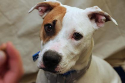 New Leash On Life USA - Pet Shelter and Rescue in Narberth, Pennsylvania