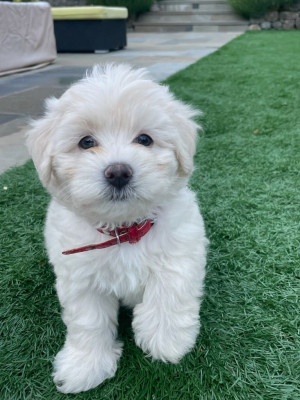 Doggie Protective Services - Pet Shelter and Rescue in Palo Alto, California