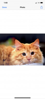 Angels On Earth Rescue - Pet Shelter and Rescue in Oak Ridge, Tennessee