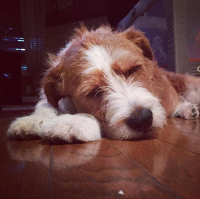 Snooty Giggles Dog Rescue - Pet Shelter and Rescue in Thompson