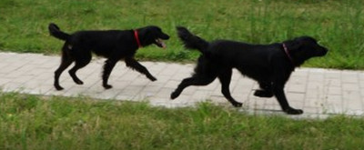 Tiramisu Dog Rescue - Pet Shelter and Rescue in Davis, California