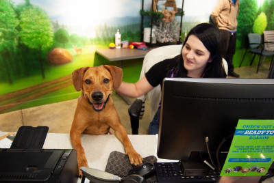 Memphis Animal Services - Pet Shelter and Rescue in Memphis, Tennessee