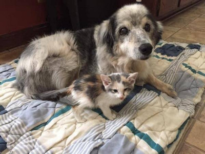 Last Chance Pet Rescue, Inc - Pet Shelter and Rescue in White Bluff, Tennessee