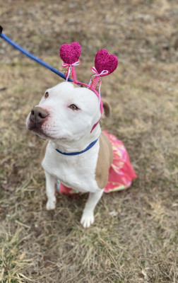 Macon County Animal Control - Pet Shelter and Rescue in Lafayette, Tennessee