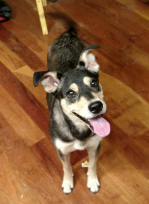 Dog House Rescue - Pet Shelter and Rescue in Puryear, Tennessee