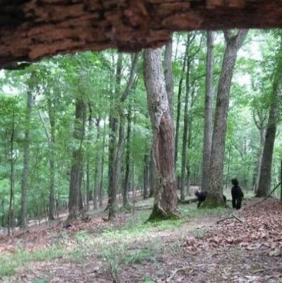 Red Rover Pet Svc LLC (formerly Sylvan Bark Poodle Rescue) - Pet Shelter and Rescue in Nashville, Tennessee