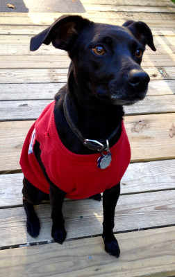 Wet Noses And Wagging Tails - Pet Shelter and Rescue in Chattanooga, Tennessee