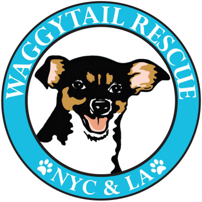 Waggytail Rescue - Pet Shelter and Rescue in New York, New York