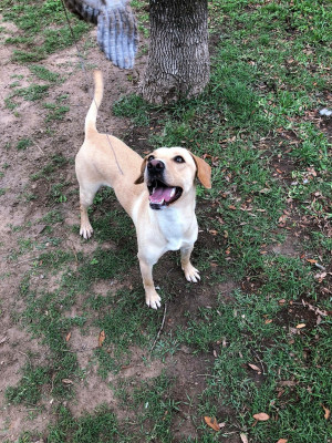 Friends Of Missouri City Animal Shelter - Pet Shelter and Rescue in Missouri City, Texas